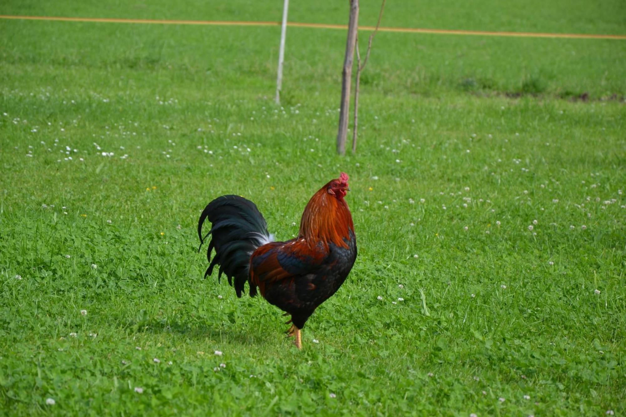 Kerschbaumergut